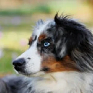 Insulating Power of a Dog's Coat Blog Post Image Cover