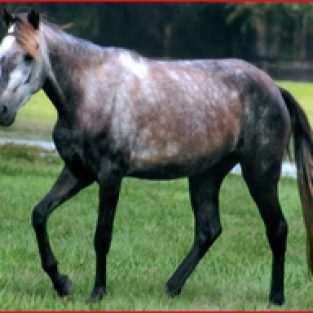 2010-morgansilver-2