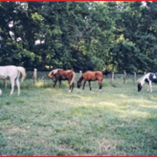 2011-KangarlooLinda-2
