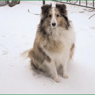 2011-RichartSusan-2