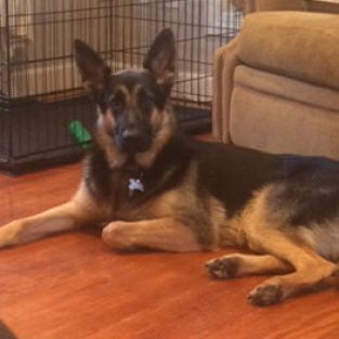 BischKelli_681326_Atticus-1