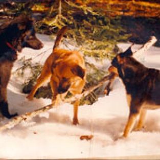 Chabbott_Holly_6388_Girl_Shadow_andCyote-1