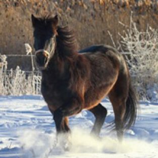 Crane_Carol_627006Doc_2015-1