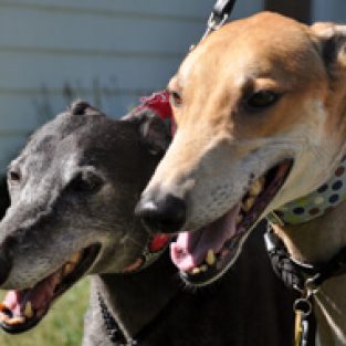Davis_Sara_739614_Bella_and_Kirby-1
