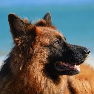 E0005-grid-shepherd-lg