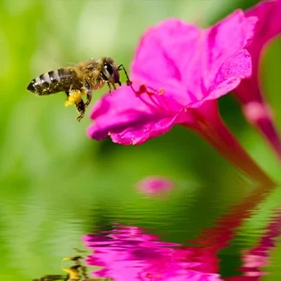 E0019-grid-beepollen-lg