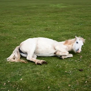 E0025-grid-ponylaying-lg