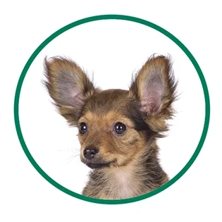 E0032-grid-cutepup-lg
