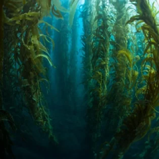 E0039-grid-seaweed-lg