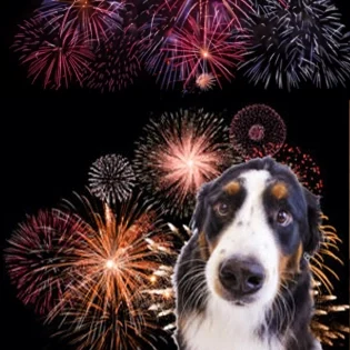 E0042-grid-fireworks-lg