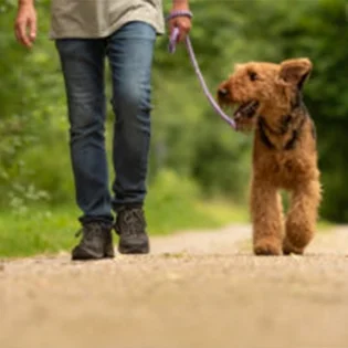 E0046-grid-dogwalking-lg