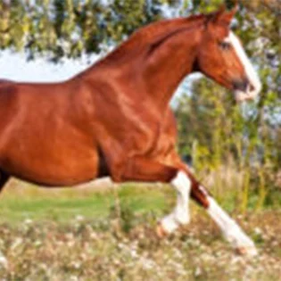 E0052-grid-gallop-lg