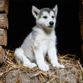 E0058-grid-husky-lg