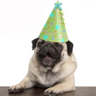 E0061-grid-pugparthat-lg