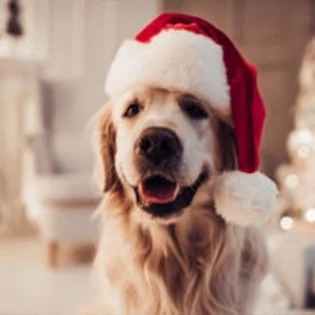 E0065-grid-holidaypup-lg