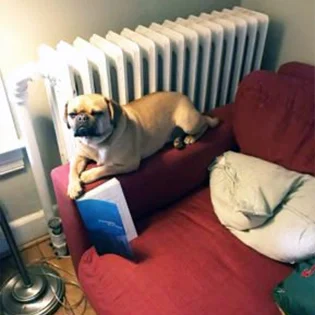 E0075-grid-dogcouch-lg
