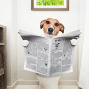 Jack_Russell_on_toilet-1