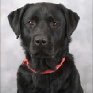 Ladd_Janey_284404_Judd-1