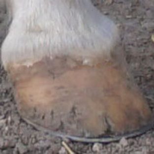 Mall_Cathy_496319_Sunnys_hoof_before-1