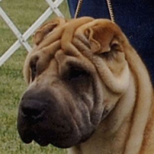 Mall_Cathy_Shar_Pei-1