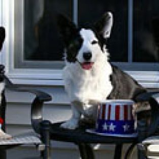Masch_Heather_416019_patriotic_corgs-1