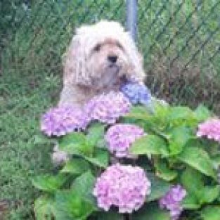 Miscavage_Linda_hydrangea_darby-1