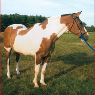 Pendleton_16134201-1