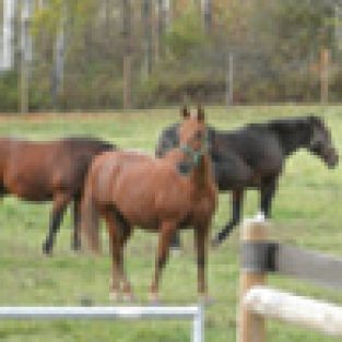 SW_Kathleen_31733_NY_Farm_Equine_2012-1