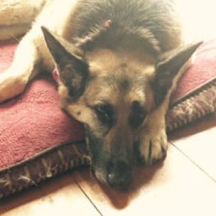 Sterrett_Shanon_662835_Bailey_Morning_Nap-1