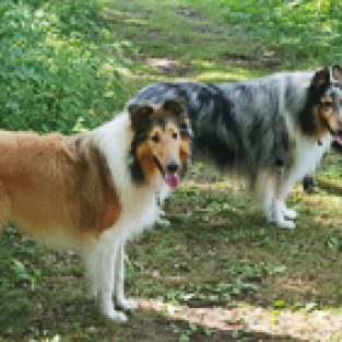TaubelCollies-1