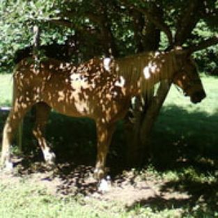 TompkinsGlenna_162497_Chance_1-1