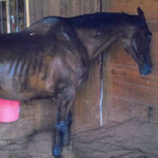 Watkins_Susan_392536_Charlie_before-1