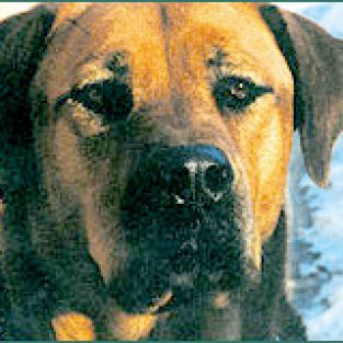 t_jointHealthChewablesDogs6-1
