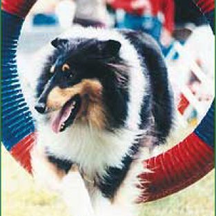 t_stressfreeDogs1-1