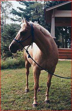 MDM Yellow Sioux is now able to graze in peace.