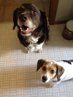 Alfie and Jenny love Spirulina Wafers!