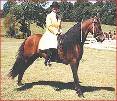 Big Boy is a beautiful and healthy show horse.