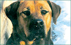 Keiko - saved from surgery!